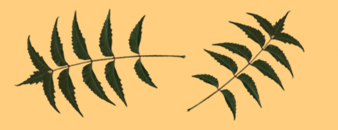 [leaf]